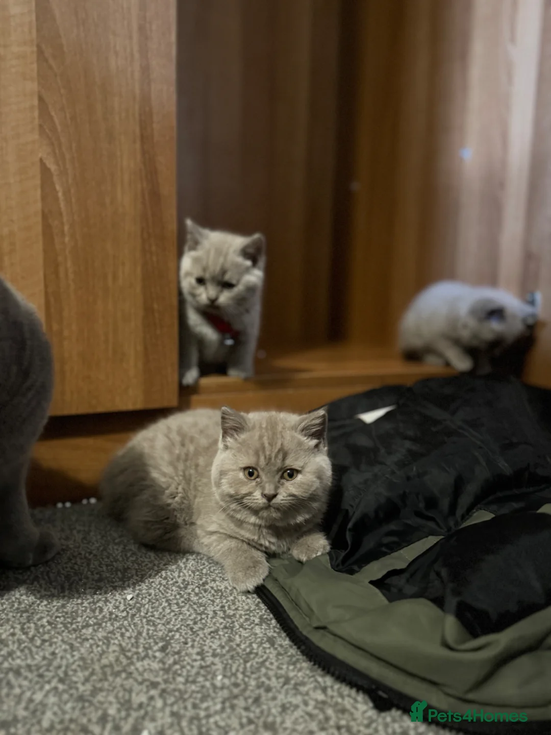 British Shorthair cats for sale: British Shorthair blue and lilacs - Advert 24