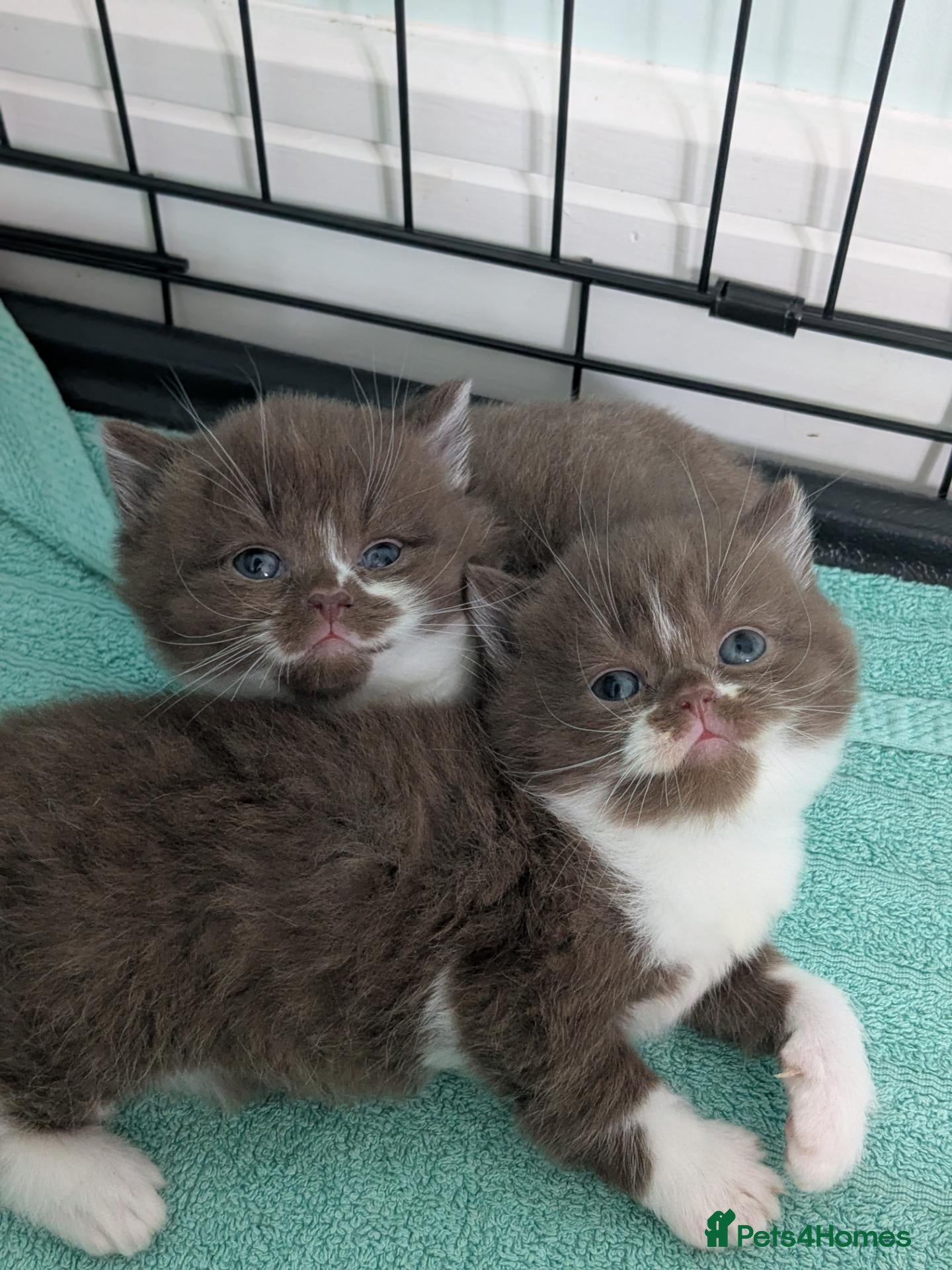 British Shorthair cats GCCF registered Pedigree British Shorthair Kittens - Advert 14
