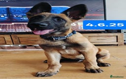Belgian Shepherd Dog dogs for sale: KC Reg Belgian Shepherd Malinois pups for sale in Newport - Image 14