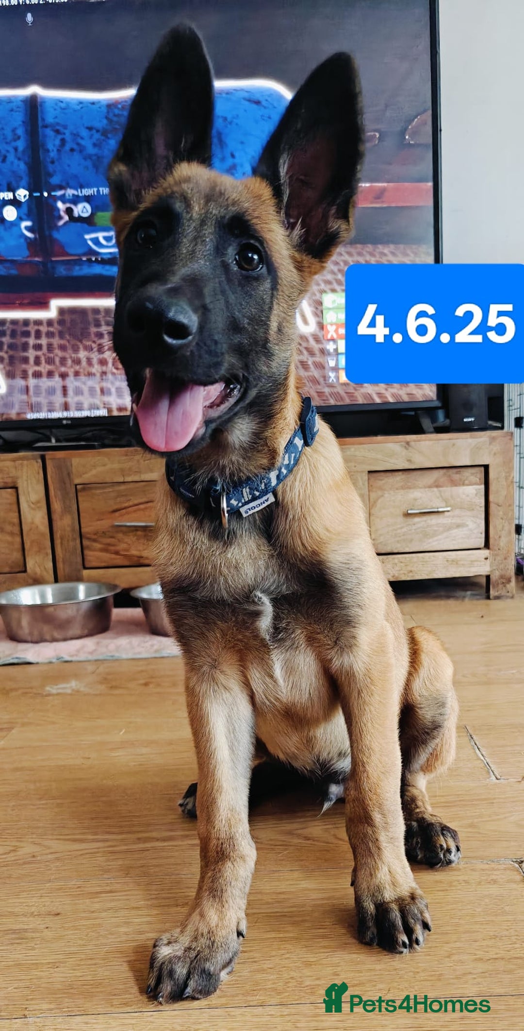 Belgian Shepherd Dog dogs for sale: KC Reg Belgian Shepherd Malinois pups for sale in Newport - Image 14
