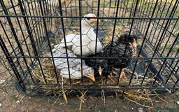 Chickens poultry for sale: Whole Laying Hen Flock for Sale, chicks, hens. - Image 2