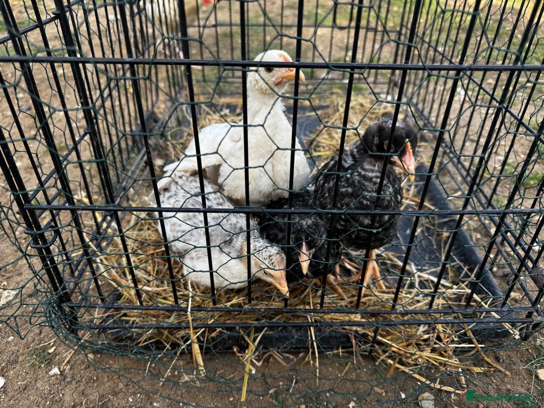 Chickens poultry for sale: Whole Laying Hen Flock for Sale, chicks, hens. - Image 2