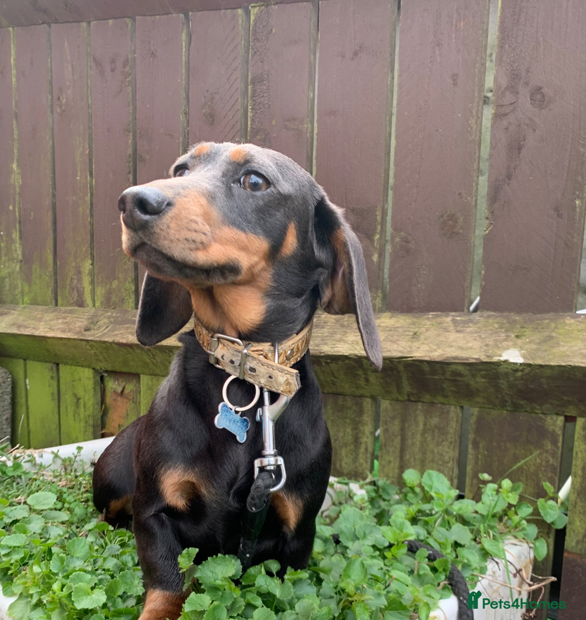 Miniature Dachshund dogs Minature daschund female (Health tested parents) - Advert 2