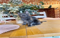 Maine Coon cats for sale: 😻GCCF HUGE RUSSIAN/GERMAN IMPORT MC KITTENS 😻 - Image 22