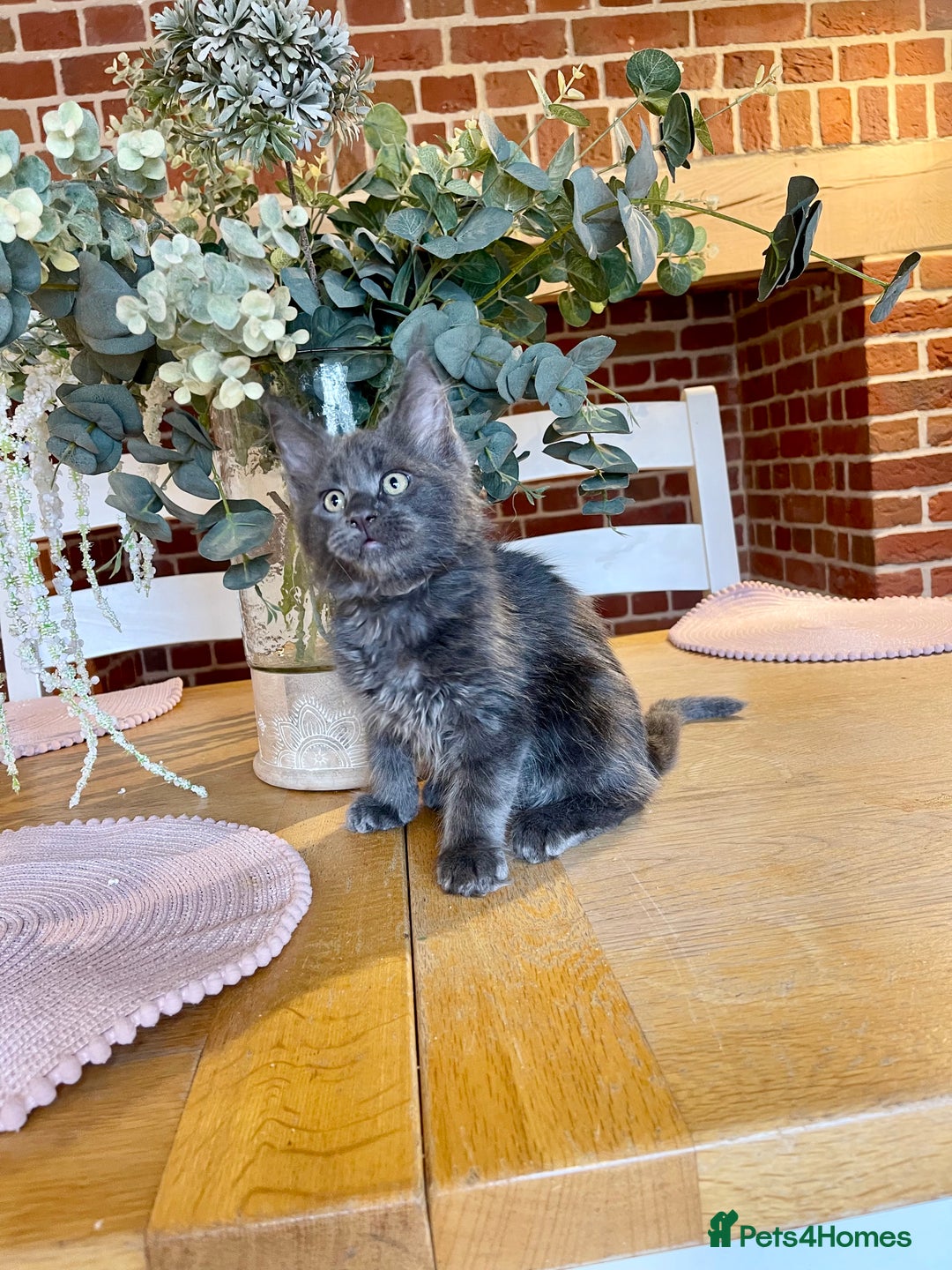 Maine Coon cats for sale: 😻GCCF HUGE RUSSIAN/GERMAN IMPORT MC KITTENS 😻 - Image 22