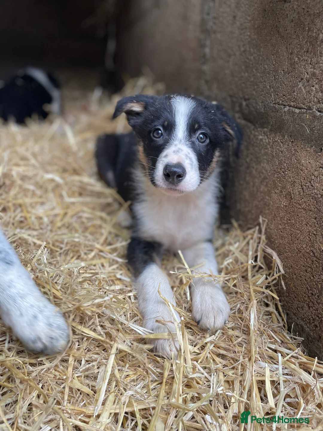 Mixed Breed dogs for sale: Collie puppies  in Launceston - Advert 2