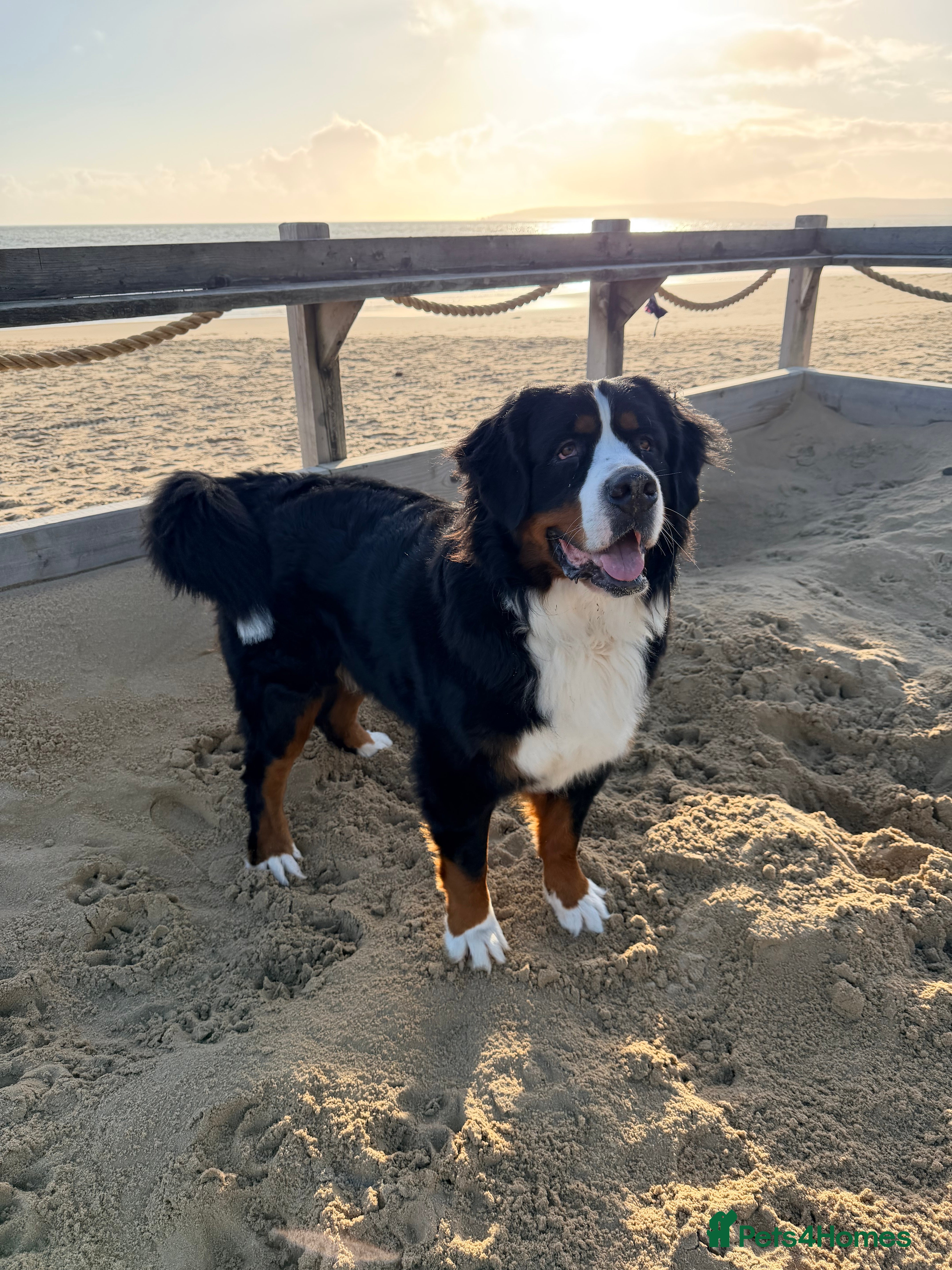 Bernese Mountain Dog dogs 2 Yr old Bernese - Advert 2