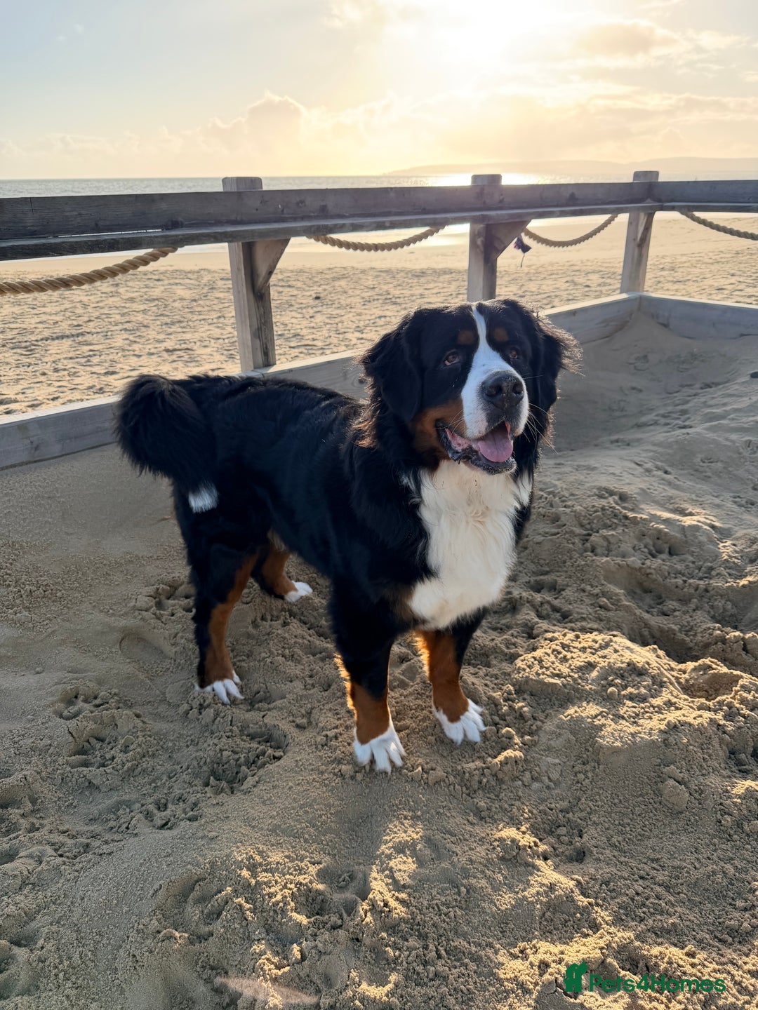 Bernese Mountain Dog dogs for sale: 2 Yr old Bernese - Advert 1
