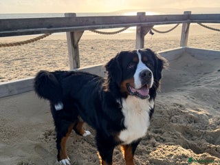 Bernese Mountain Dog dogs 2 Yr old Bernese - Advert 2