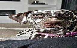 Dalmatian dogs for sale: 💙last LUA boy 💙 KC reg - Image 14