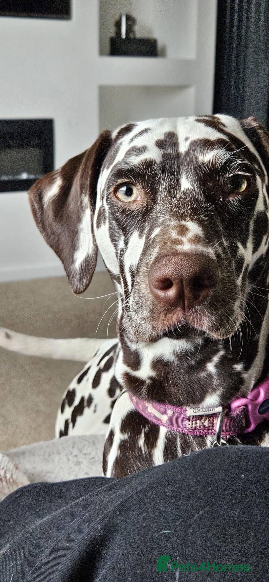 Dalmatian dogs for sale: 💙last LUA boy 💙 KC reg - Image 14