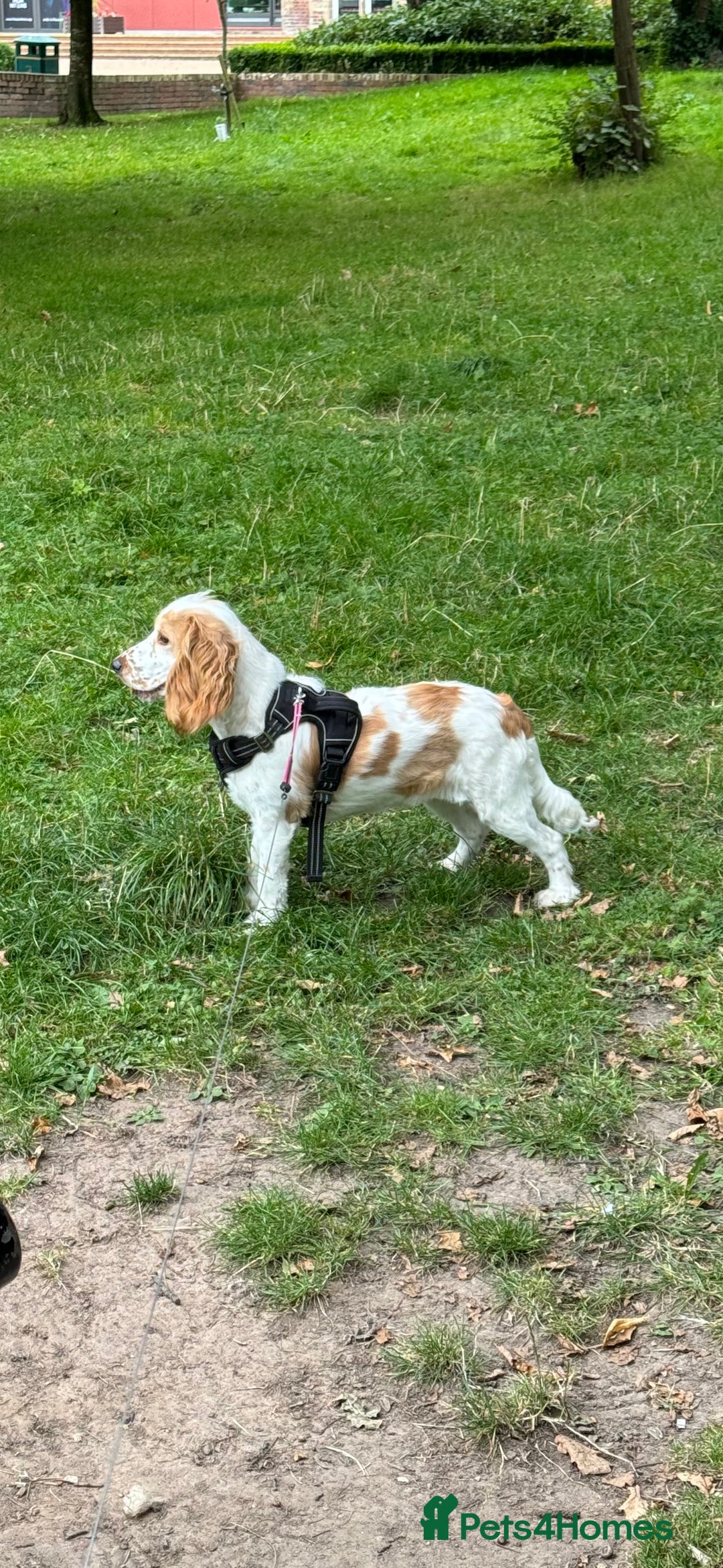 Cocker Spaniel dogs for sale: Beautiful litter of cocker spaniels  - Advert 1