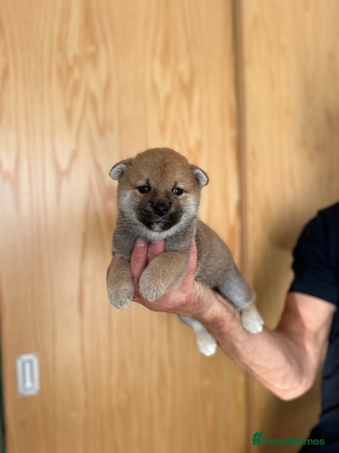 Japanese Shiba Inu dogs for sale: Gorgeous, KC-Registered Shiba Inu Puppies - Image 9