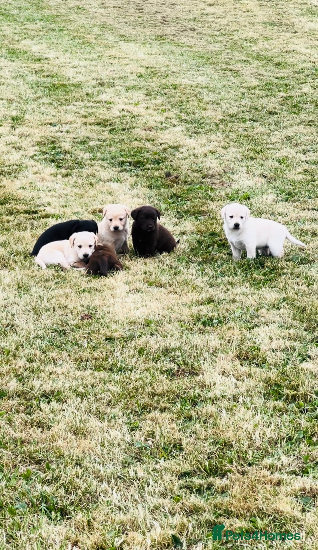 Labrador Retriever dogs for sale: Pedigree Labrador Puppies  - Image 1