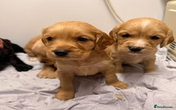 Cocker Spaniel dogs for sale: Beautiful DNA tested cocker spaniel puppies - Advert 10