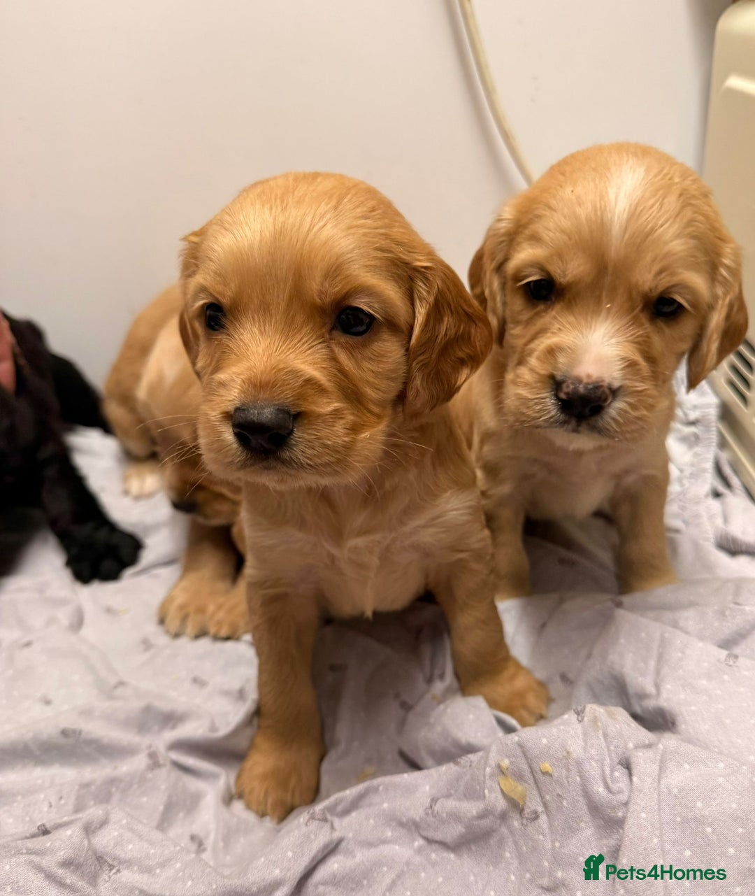 Cocker Spaniel dogs for sale: Beautiful DNA tested cocker spaniel puppies - Advert 10