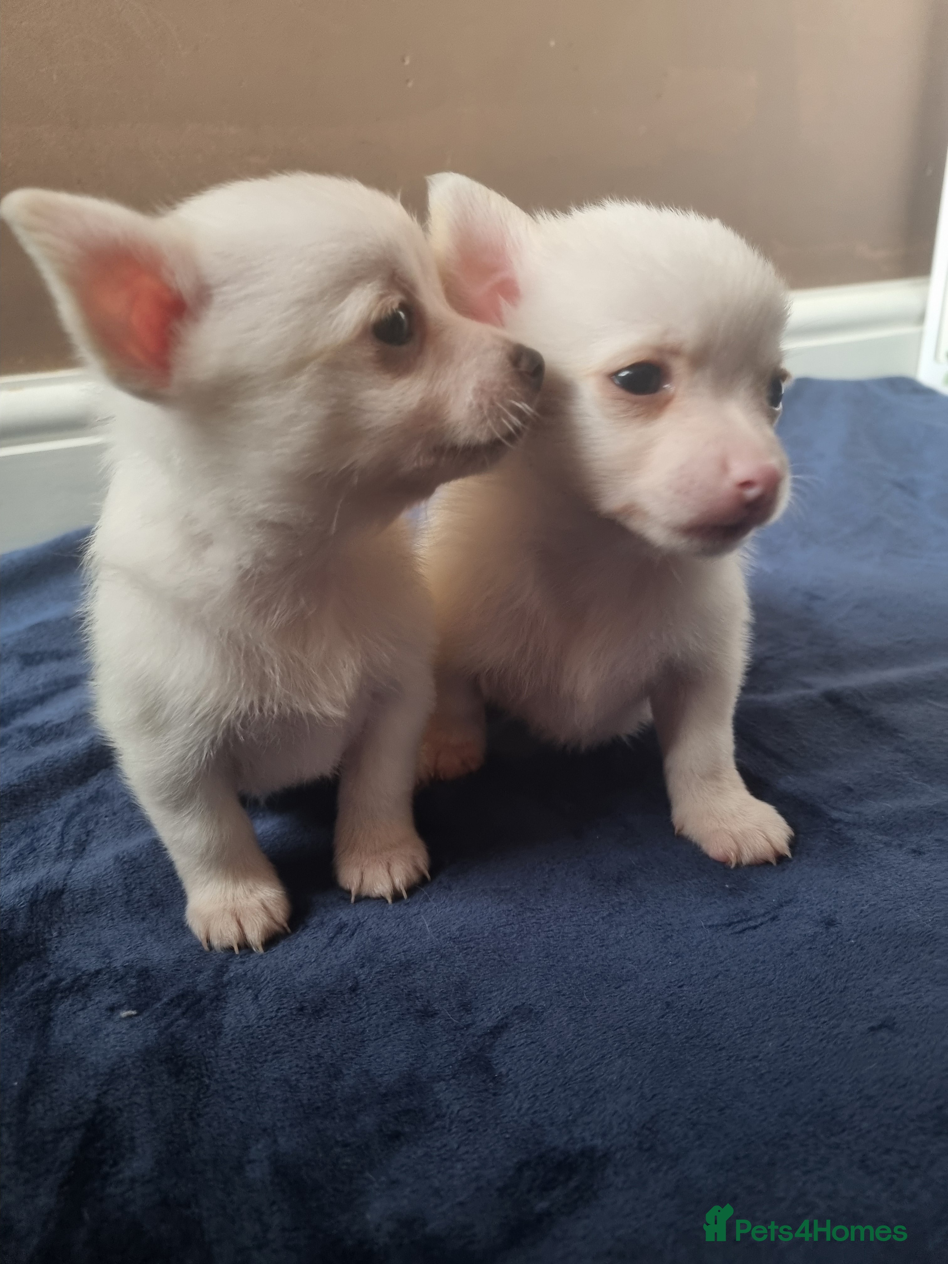 Pomchi dogs Adorable Pomchi Puppies - Viewings now welcome - Advert 9