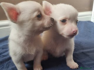 Pomchi dogs Adorable Pomchi Puppies - Viewings now welcome - Advert 7