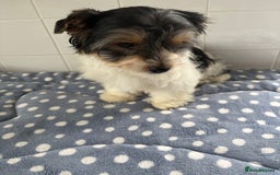 Biewer Terrier dogs for sale: Biewer Terrier female  - Image 4