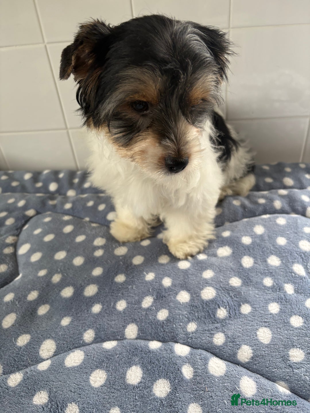 Biewer Terrier dogs for sale: Biewer Terrier female  - Image 4