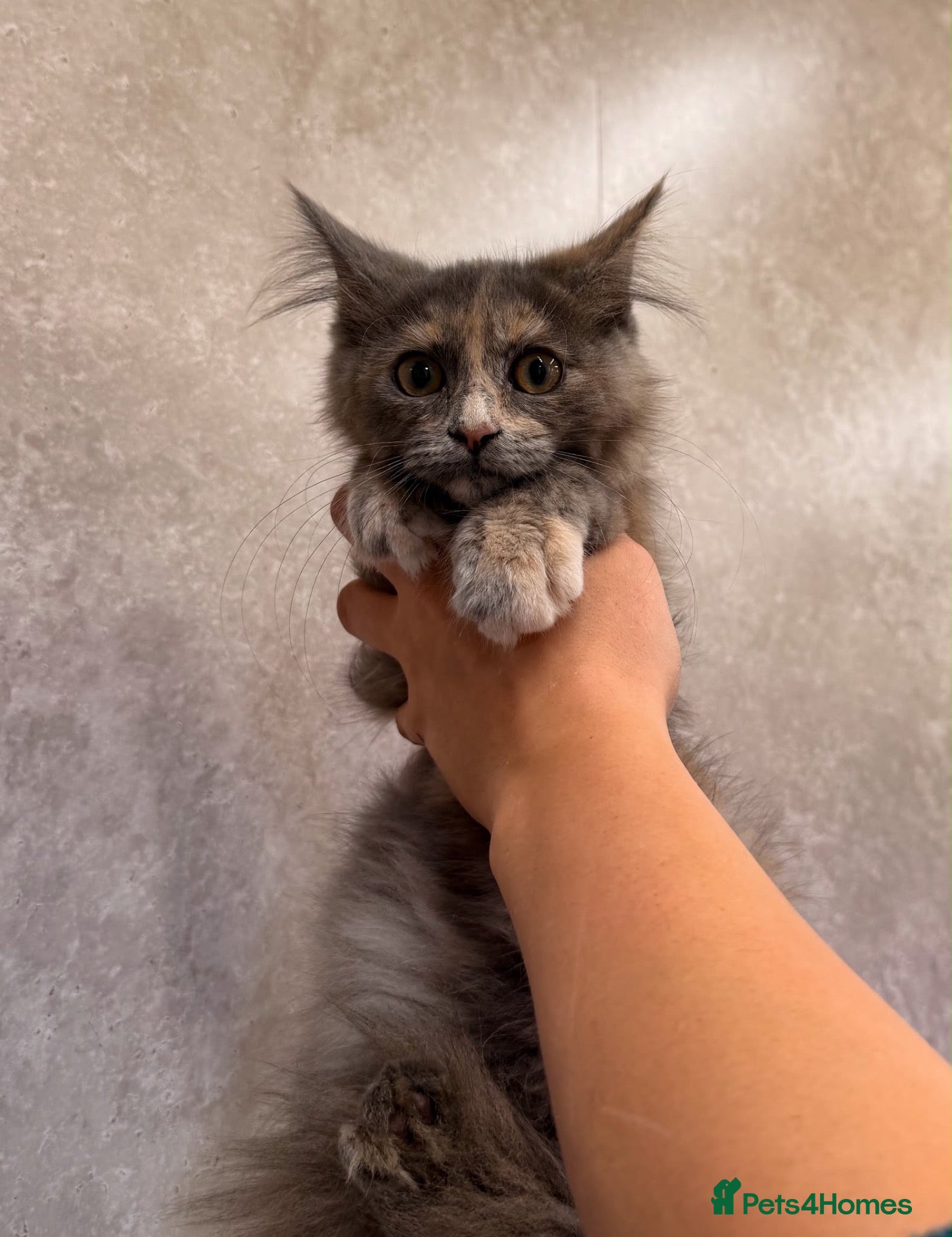 Maine Coon cats TICA Registered Maine Coon Kittens - Advert 2