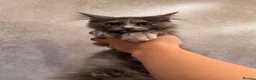 Maine Coon cats for sale: TICA Registered Maine Coon Kittens - Advert 2