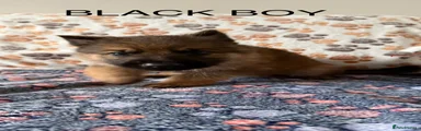 Black Boy 