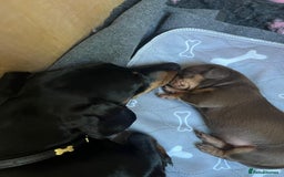 Miniature Dachshund dogs for sale: Female miniature dachshund  - Image 6