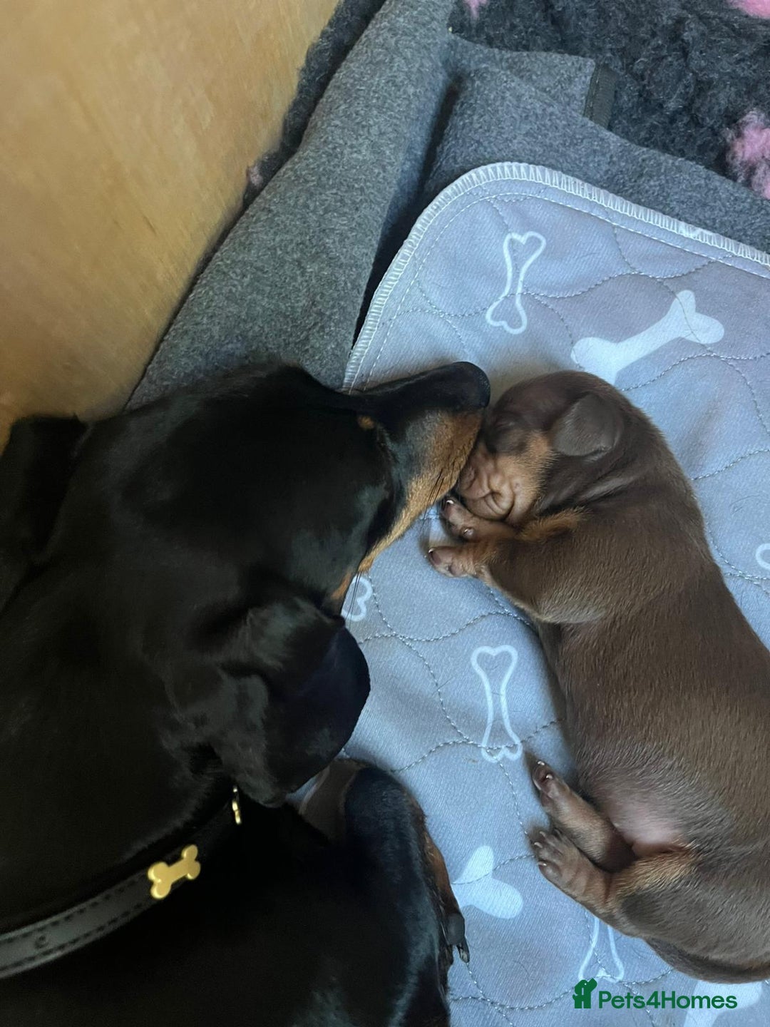 Miniature Dachshund dogs for sale: Female miniature dachshund  - Image 6