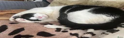 Domestic Shorthair cats for sale: Gentle 7YO Neutered Male Cat  - Advert 10