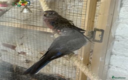 Parakeets birds for sale: Bourkes Parakeets - READ DESCRIPTION - Image 3