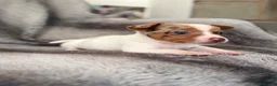 Jack Russell dogs for sale: Beautiful jackrussell pups - Advert 5
