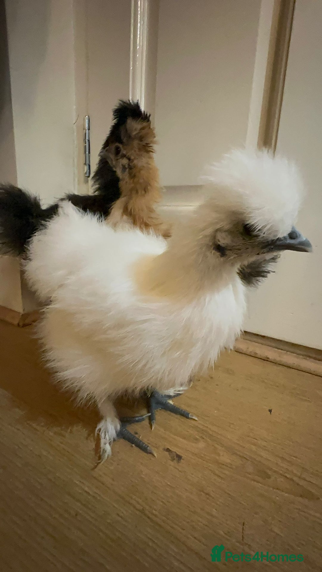 Chickens poultry for sale: 3 Silkie Purebreds for £90 - Advert 11