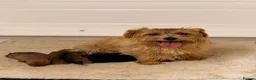 Norfolk Terrier dogs for sale: Norfolk Terrier puppies for sale.  - Advert 2