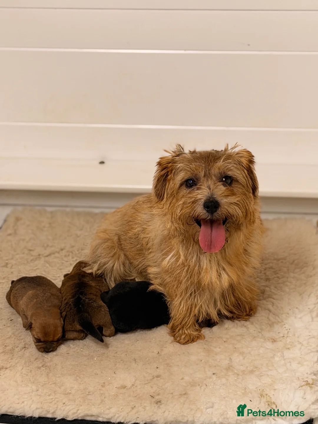 Norfolk Terrier dogs for sale: Norfolk Terrier puppies for sale.  - Advert 2