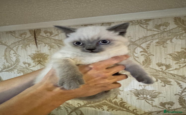 British Shorthair cats for sale - Advert 1