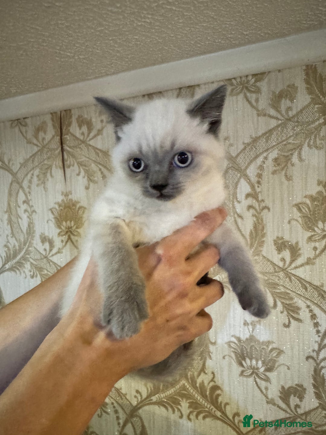 British Shorthair cats for sale: Colour Point British Short Hair Kittens - Image 1