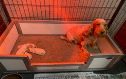 Cocker Spaniel dogs for sale: Cocker Spaniel Puppies For Sale - Advert 5