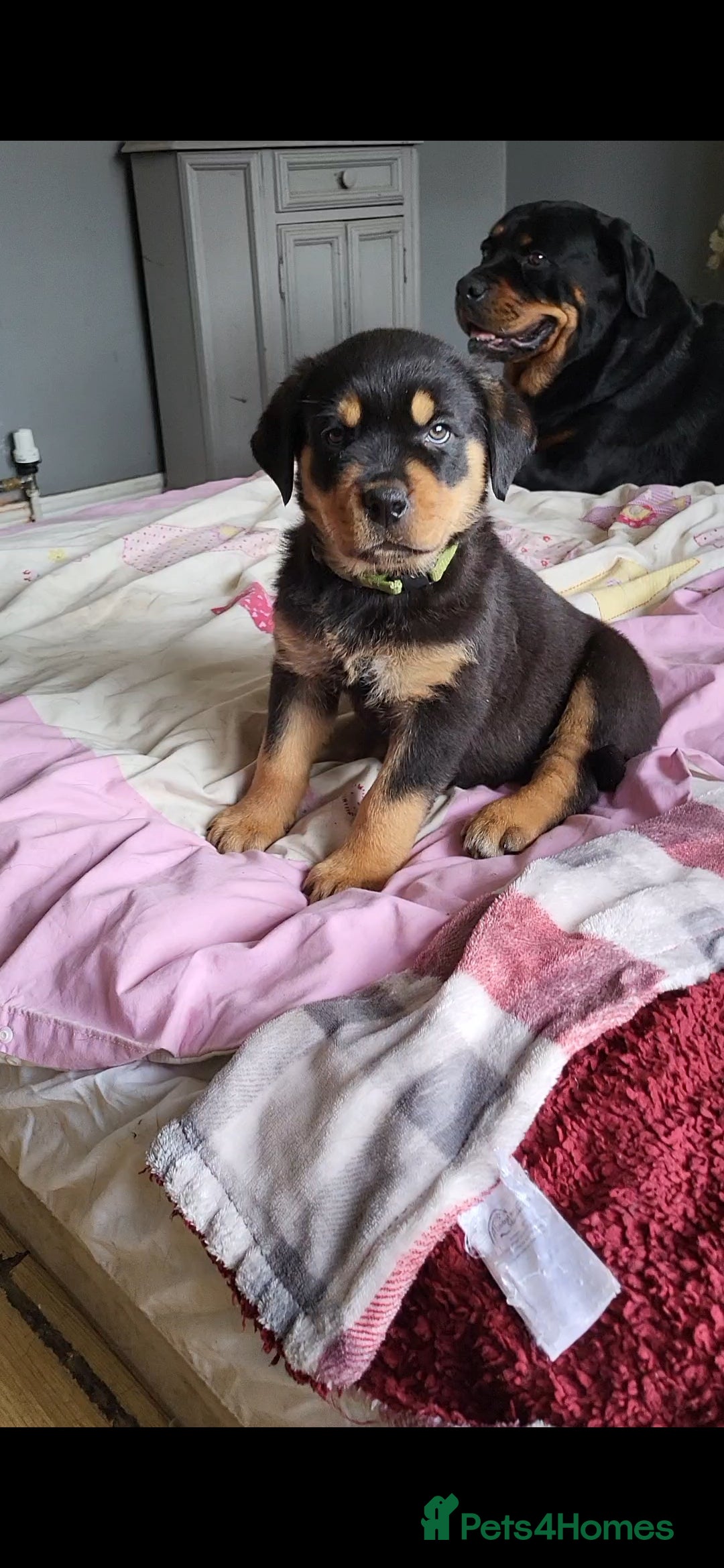 Rottweiler dogs Rotty pupps READY now! (Last girl left) - Advert 5