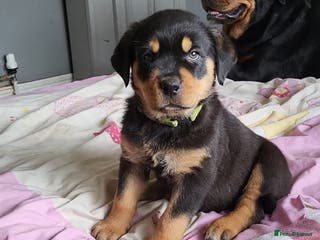 Rottweiler dogs Rotty pupps READY now! (Last girl left) - Advert 5