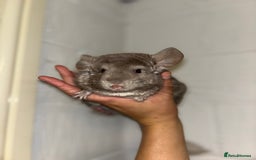 Chinchilla rodents for sale: Cuddly Baby Chinchillas!  - Image 2