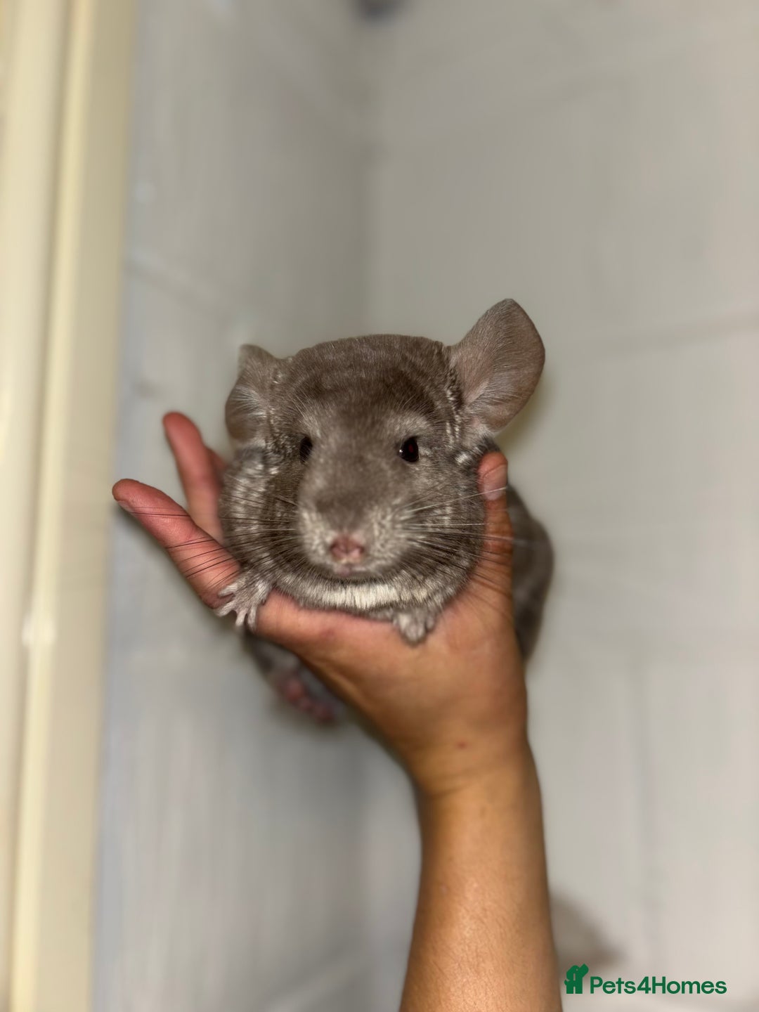 Chinchilla rodents for sale: Cuddly Baby Chinchillas!  - Image 2