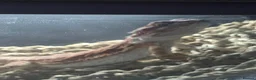 Bearded Dragon reptiles for sale: Beautiful male bearded dragon  - Advert 3