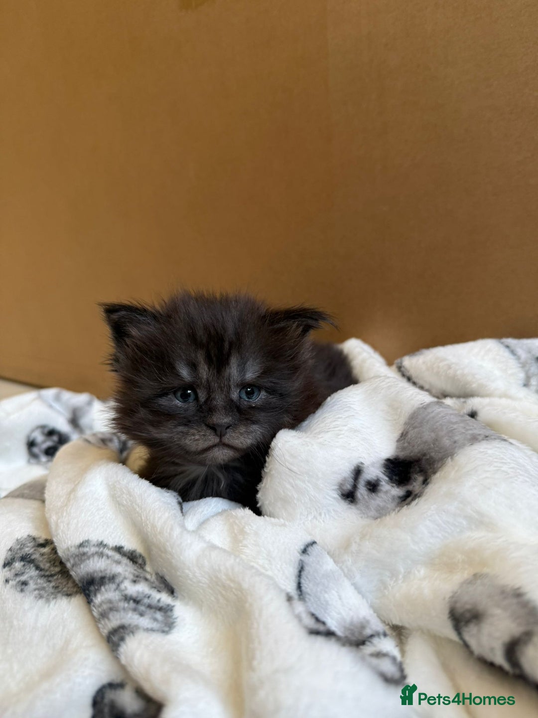 Maine Coon cats for sale: Pedigree Tica Russian Import line Maine Coons - Advert 5