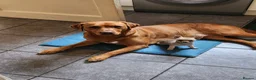 Labrador Retriever dogs for sale: Odie the Fox Red Labrador  - Advert 11