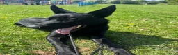 German Shepherd dogs for stud: Solid Black German Shepherd - KC Registered in Egham - Advert 7