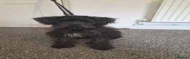 Miniature Schnauzer 1