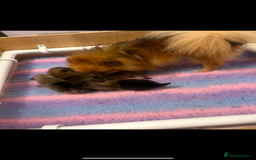 Pomeranian dogs for sale: Pomeranian puppy’s  - Image 6