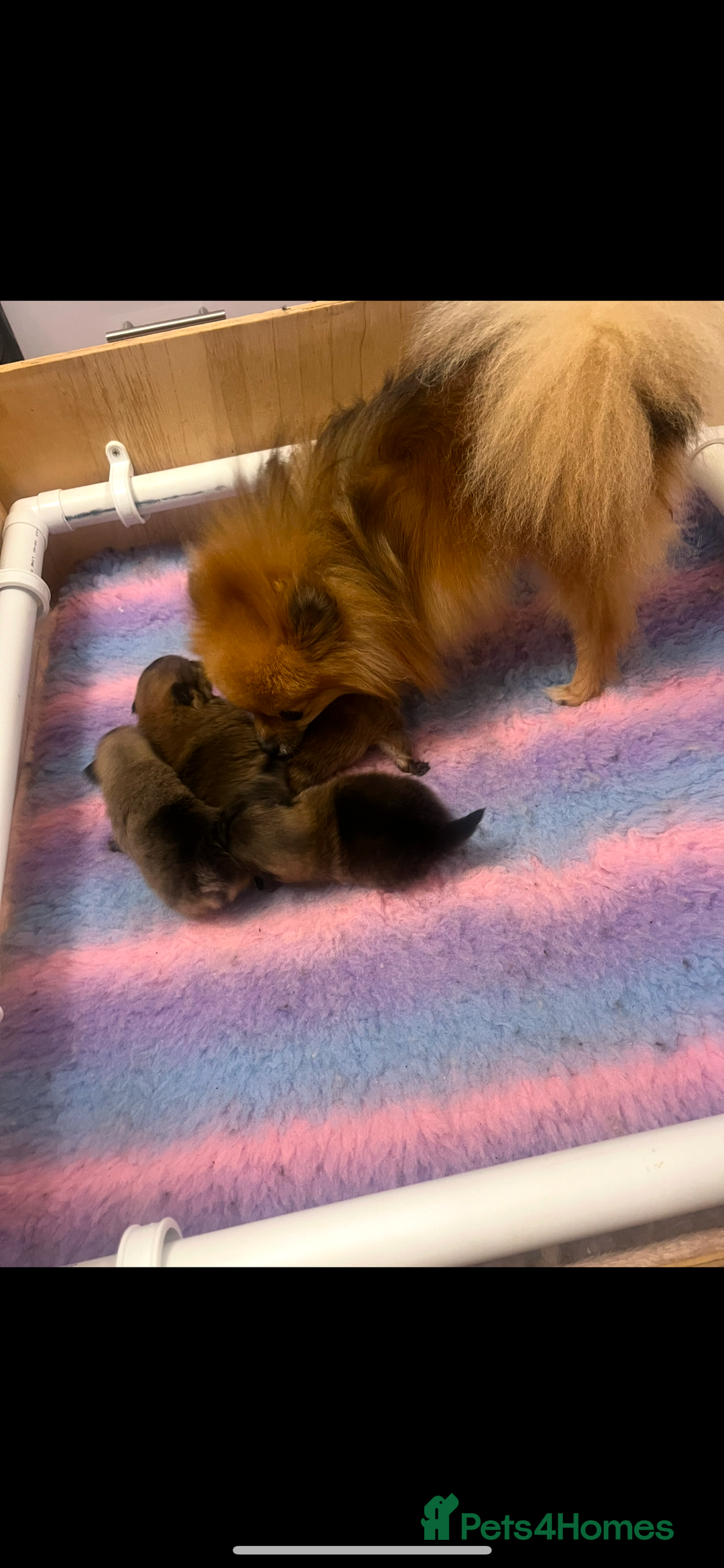 Pomeranian dogs for sale: Pomeranian puppy’s  - Image 6