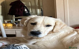Golden Retriever dogs for sale: 15 month old Golden Retriever, Male, sweet, gentle - Image 9